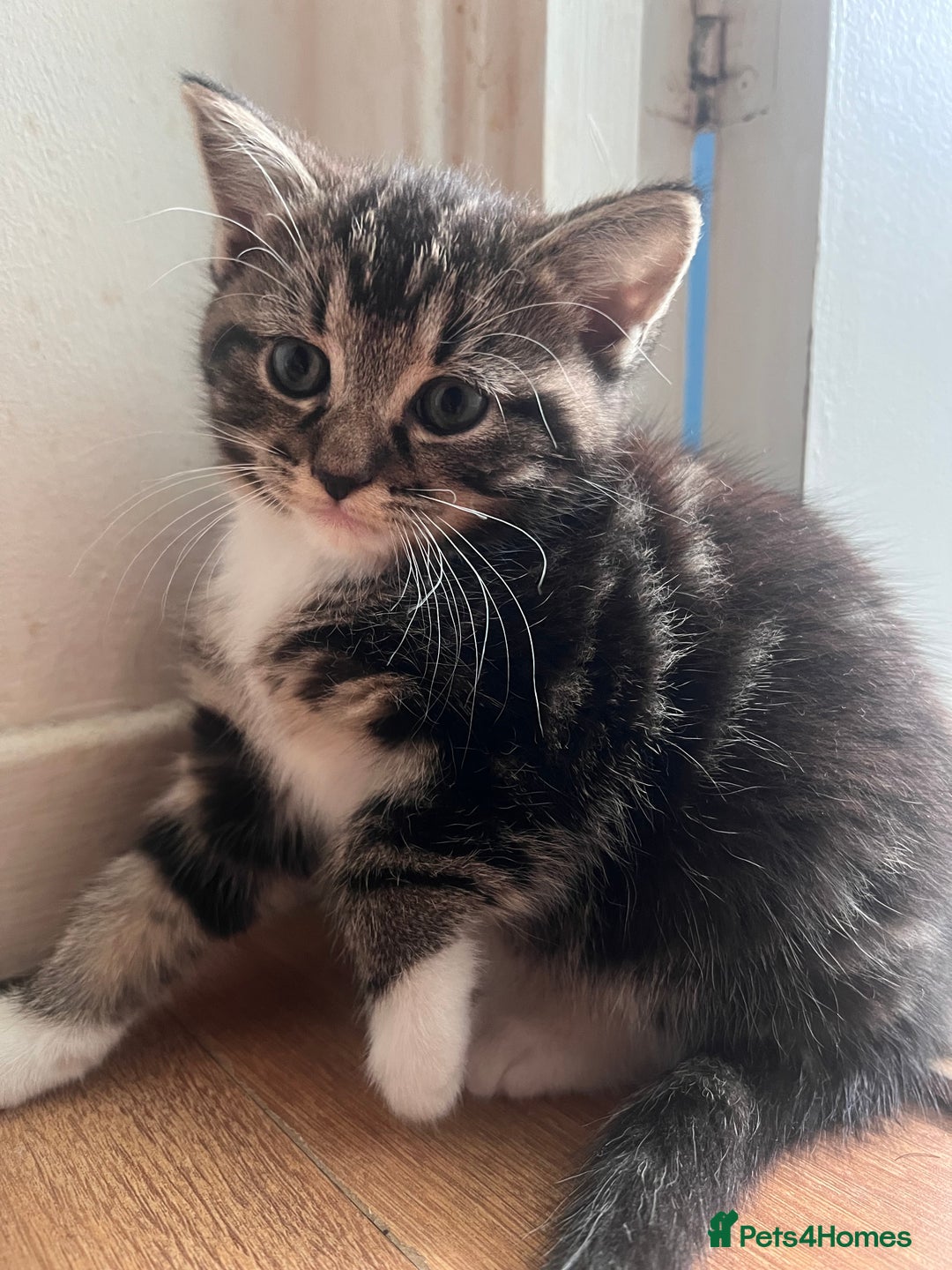 Mixed Breed cats for sale: Friendly and playful kitties  - Image 5