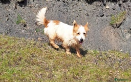 Jackapoo dogs for sale: Super Cute Jackapoo babies - Image 14