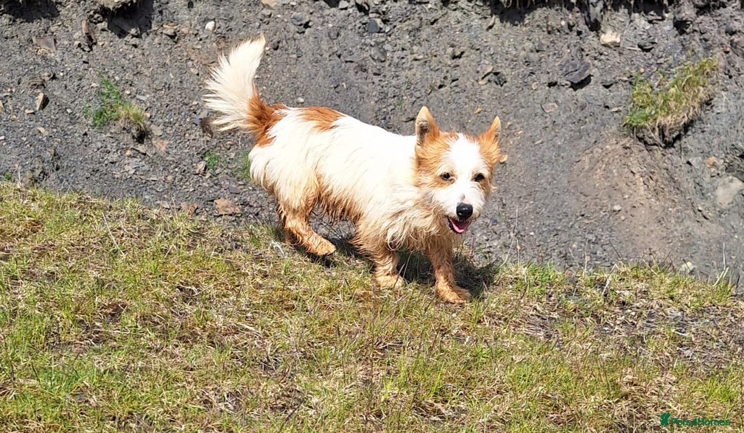 Jackapoo dogs for sale: Super Cute Jackapoo babies - Image 14