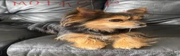 Mixed Breed dogs for sale: A cute little angel of a puppy - Advert 1