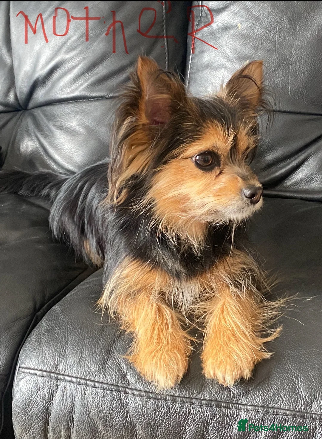 Mixed Breed dogs for sale: A cute little angel of a puppy - Advert 1
