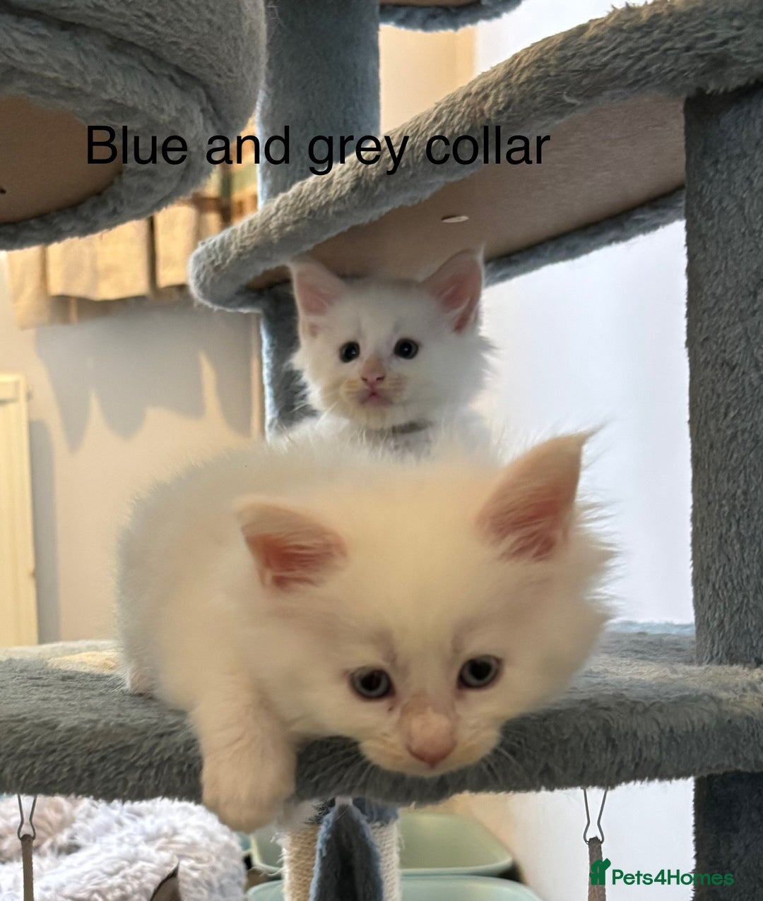 Maine Coon cats for sale: TICA & Council licensed white/black Maine Coons - Image 13