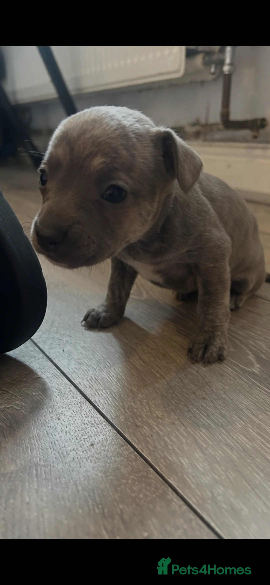 Mixed Breed dogs for sale: WHIPPET X FRENCHBULLDOG PUPPIES 💕💙 - Advert 2