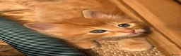 Mixed Breed cats for sale: Available Now - 2 Ginger & 1 Black Kitten - Advert 30