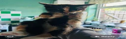 Mixed Breed cats for sale: six lovely kittens ready this weekend  in Bradford - Advert 8