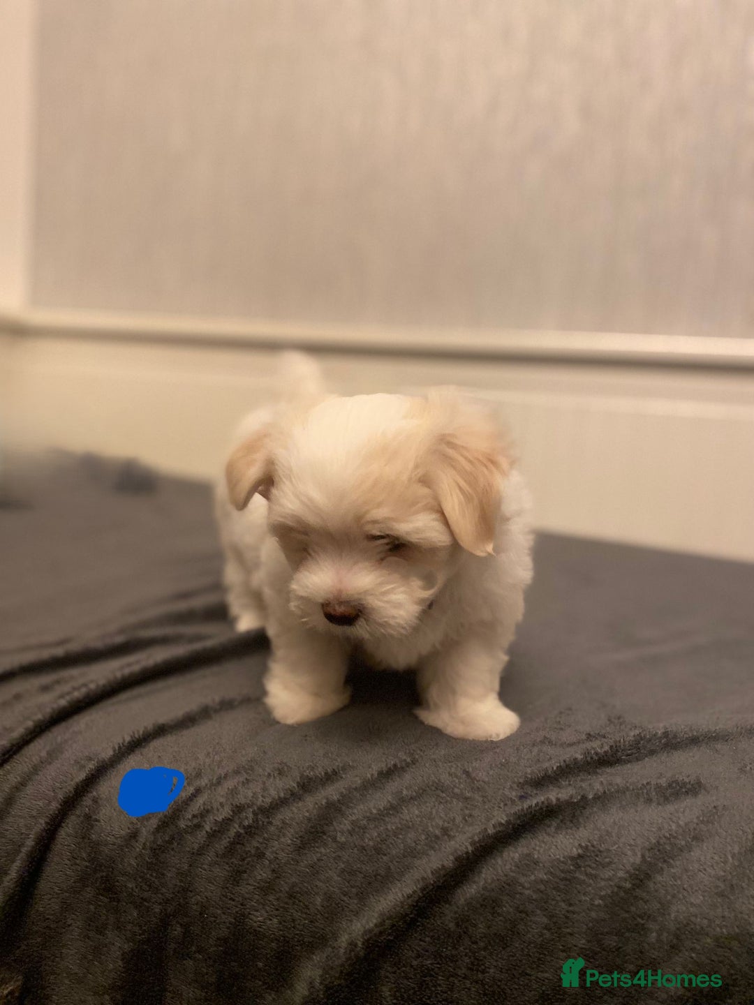 Maltese dogs for sale: Adorable Maltese Puppies Ready for Love. - Advert 4