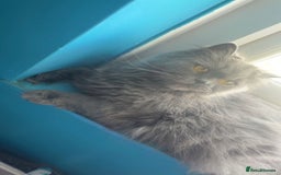 Scottish Fold cats for sale: Scottish fold for sale  - Image 3