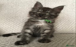 Maine Coon cats for sale: MaineCoon Kittens Black Smoke 1 Boy & 2 Girls - Image 3