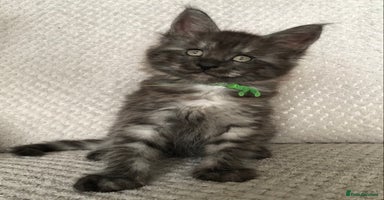 Maine Coon cats - Advert 2