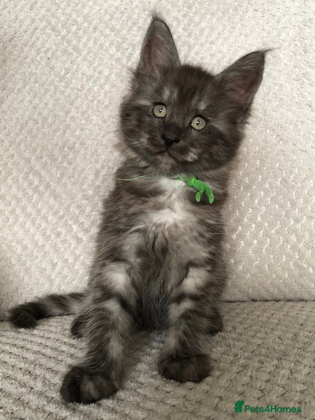 Maine Coon cats for sale: MaineCoon Kittens Black Smoke 1 Boy & 2 Girls - Image 3
