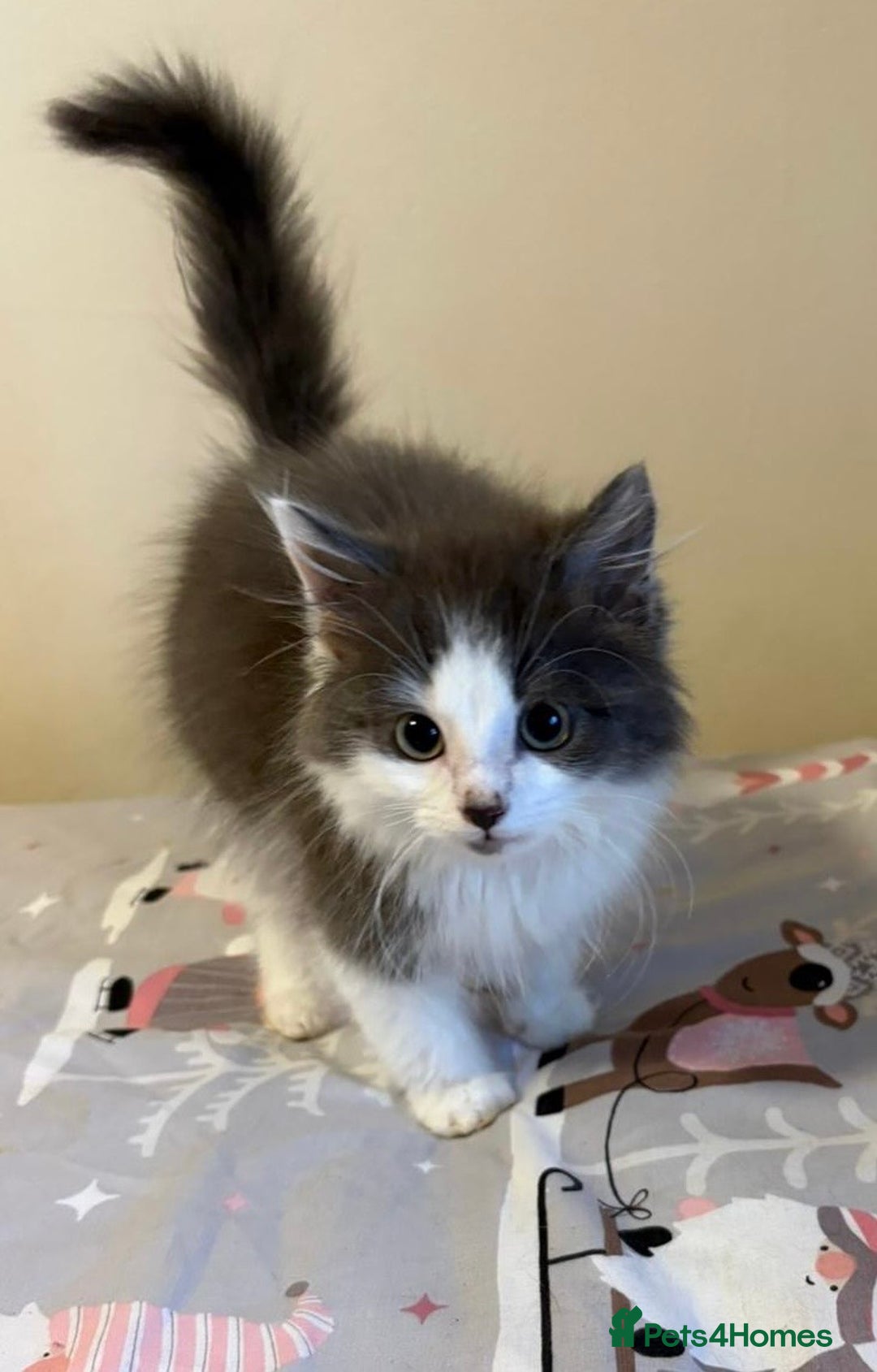 Ragdoll cats for sale: Ragdoll cross British Shorthair Kitten - Advert 6