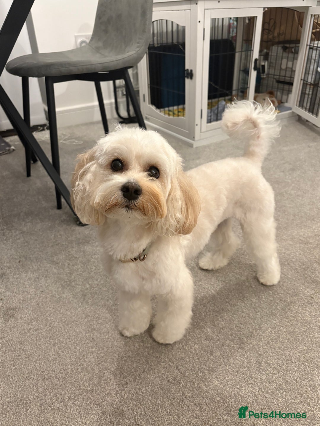 Poochon dogs for stud: Rio: Handsome, Gentle & Ready to Stud ✨ - Advert 4