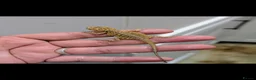Bearded Dragon reptiles for sale: Stunning baby bearded dragons ( read advert) - Advert 4