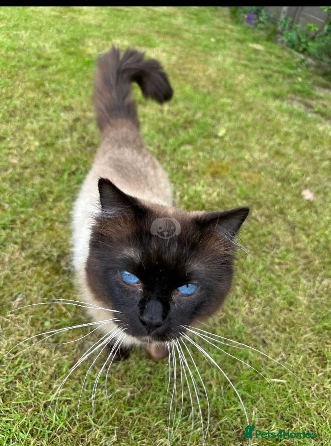 Ragdoll cats for stud: My beautiful PROVEN ragdoll for stud  in Cheltenham - Advert 3