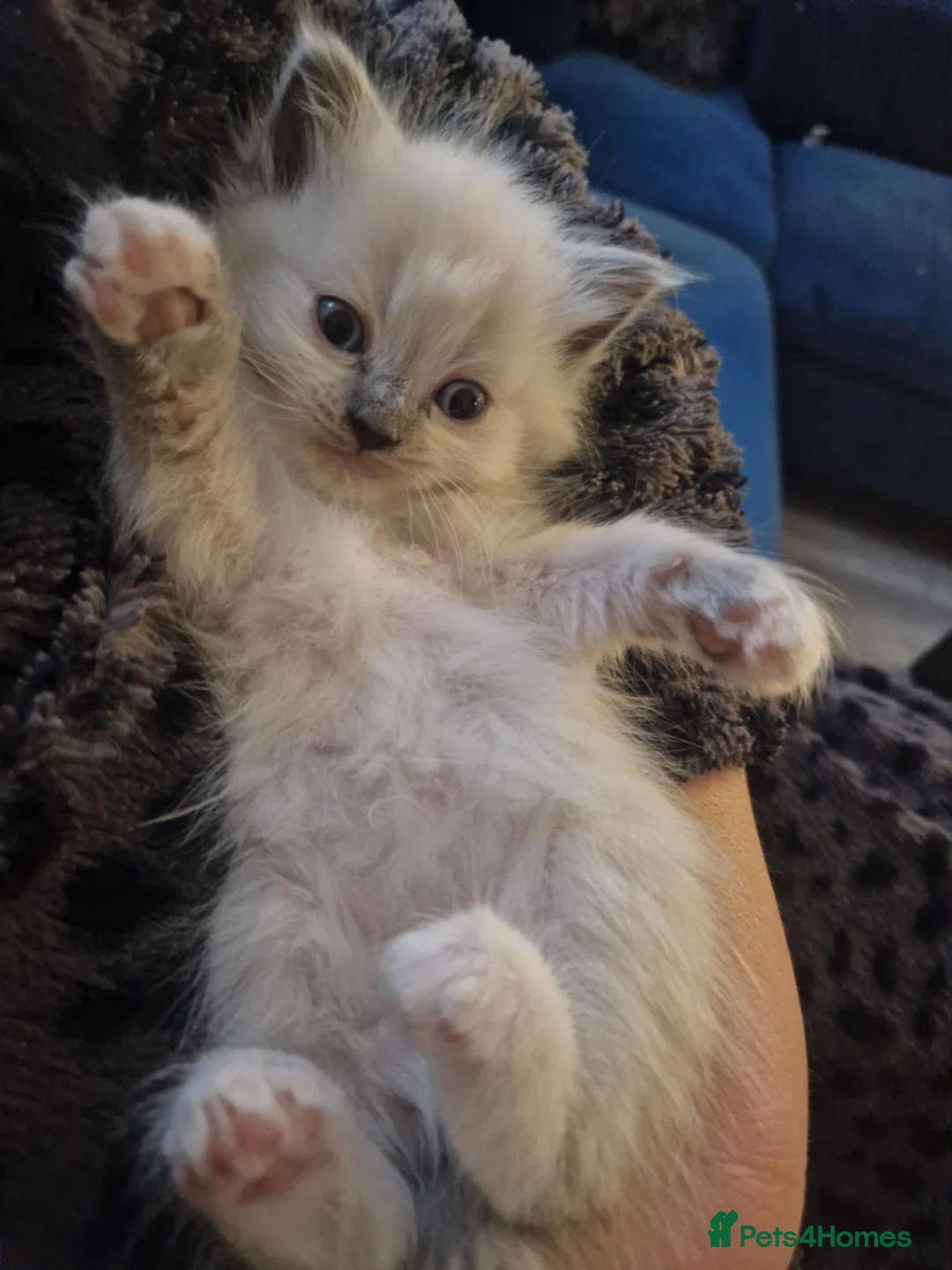 Neva Masquerade cats for sale: 4 Gorgeous 8 week old neva masquerade kittens - Advert 3