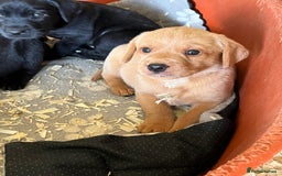 Labrador Retriever dogs for sale: Pedigree Labrador puppies - Image 5