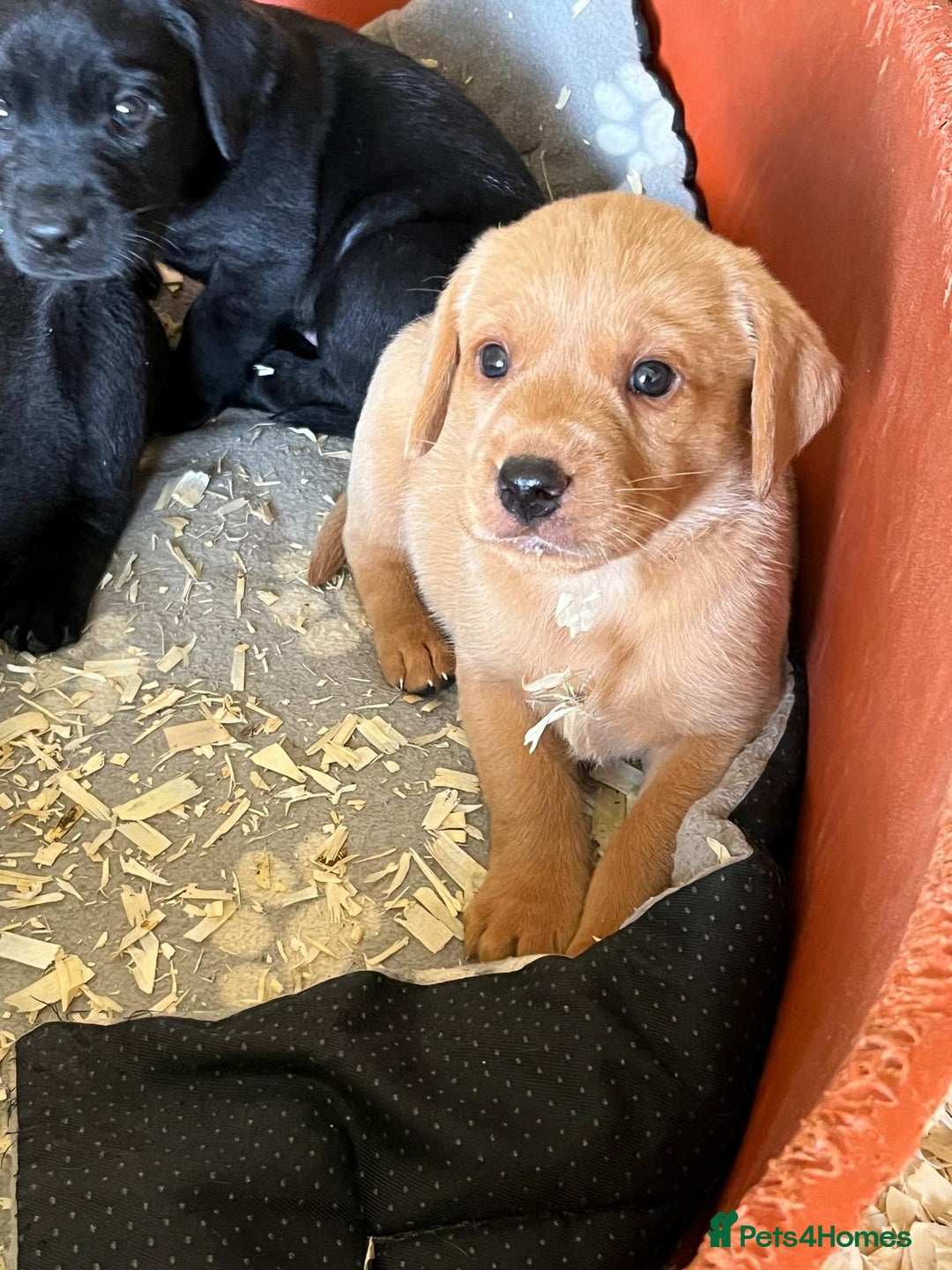 Labrador Retriever dogs for sale: Pedigree Labrador puppies - Image 5
