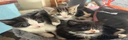 Mixed Breed cats for sale: Cheeky fluffy kittens in Carlisle - Advert 11
