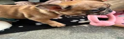 French Bulldog dogs for sale: 🐾 ❤️ Beautiful Red Merle Female French Bulldog  - Advert 9
