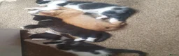 Mixed Breed cats for sale: Beautiful kittens looking for forever home in Tonbridge - Advert 3