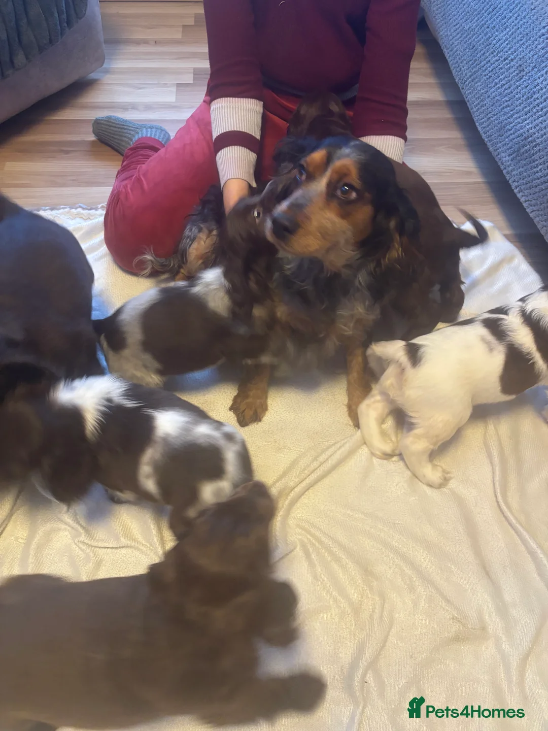 Cocker Spaniel dogs for sale: Beautiful show type cocker spaniels  in Worksop - Advert 2