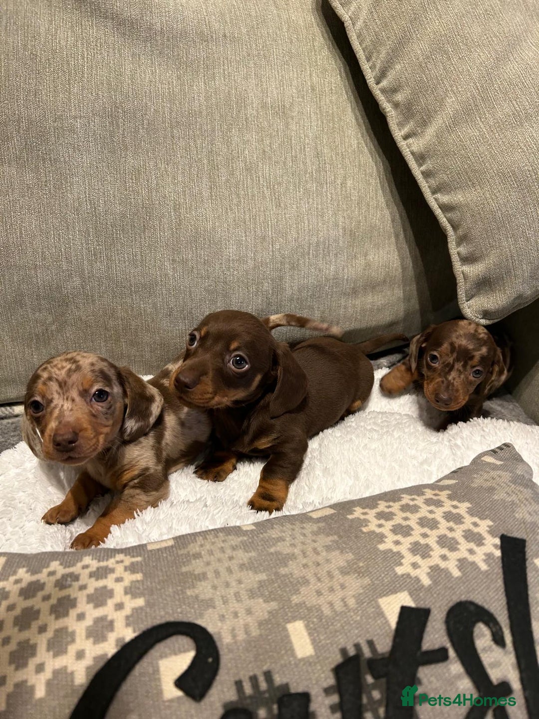 Miniature Dachshund dogs for sale: Stunning Miniature Dachshund Puppies-KC Registered - Advert 4