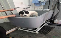 Pointer dogs for adoption: Charlie is looking for his forever home  - Image 21