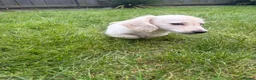 Miniature Dachshund dogs for sale: LAST ONE Long coat Cream miniature dachshund - Advert 12