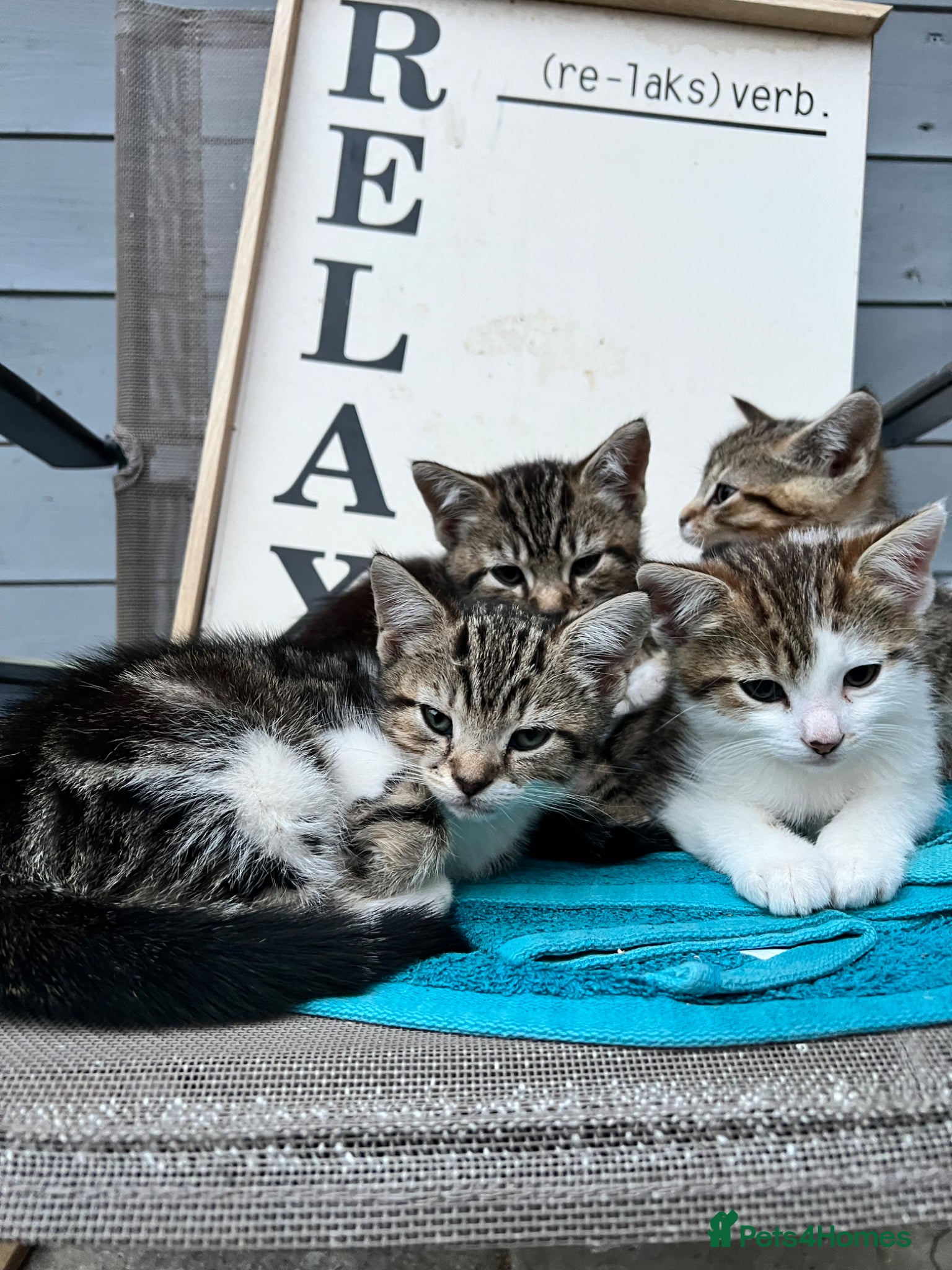 Mixed Breed cats beautiful kittens  - Advert 3