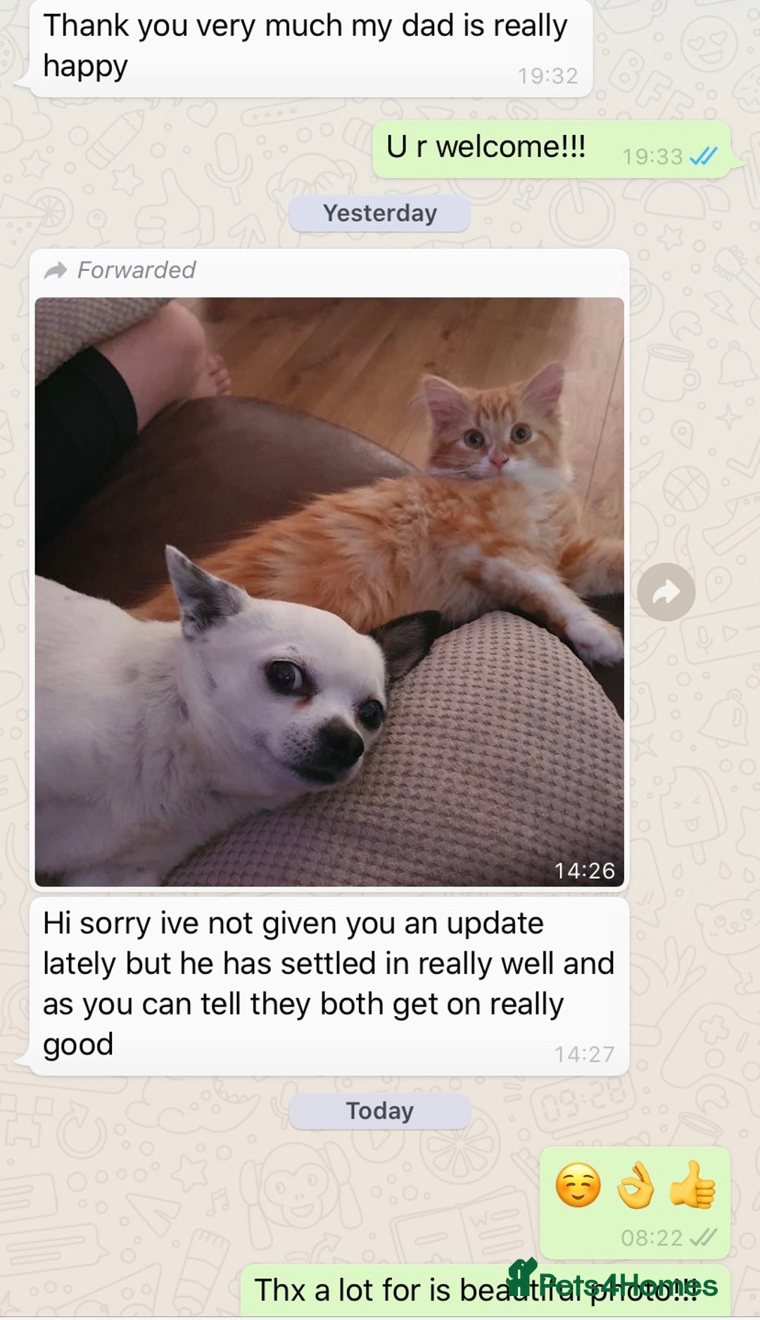 Persian cats for sale: Half Persian 3 Boys and 1 Girl  - Image 15