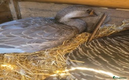 Lovebirds birds for sale: Female lavender goose for sale  - Image 1
