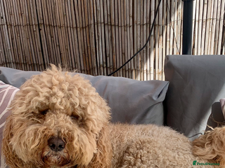 Labradoodle dogs in Warrington - Advert 4