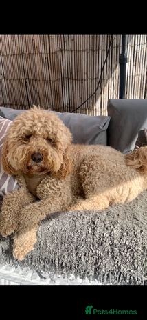 Labradoodle dogs in Warrington - Advert 1