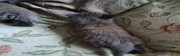 Mixed Breed cats for sale: 3 beautiful kittens  - Advert 11