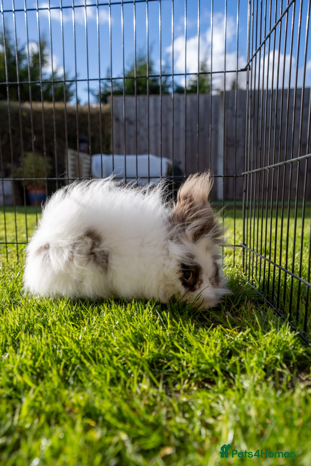 Lionhead rabbits for sale: Lionhead - boy in Sevenoaks - Advert 2