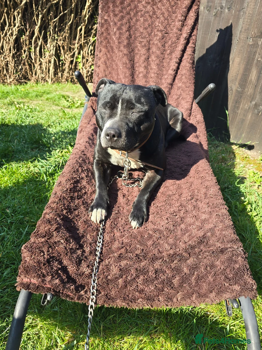 Staffordshire Bull Terrier dogs for sale: Orion Looking For His Forever Home - Advert 5