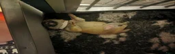 Japanese Shiba Inu dogs for sale: 5 Beautiful Shiba puppies looking for their home - Advert 4
