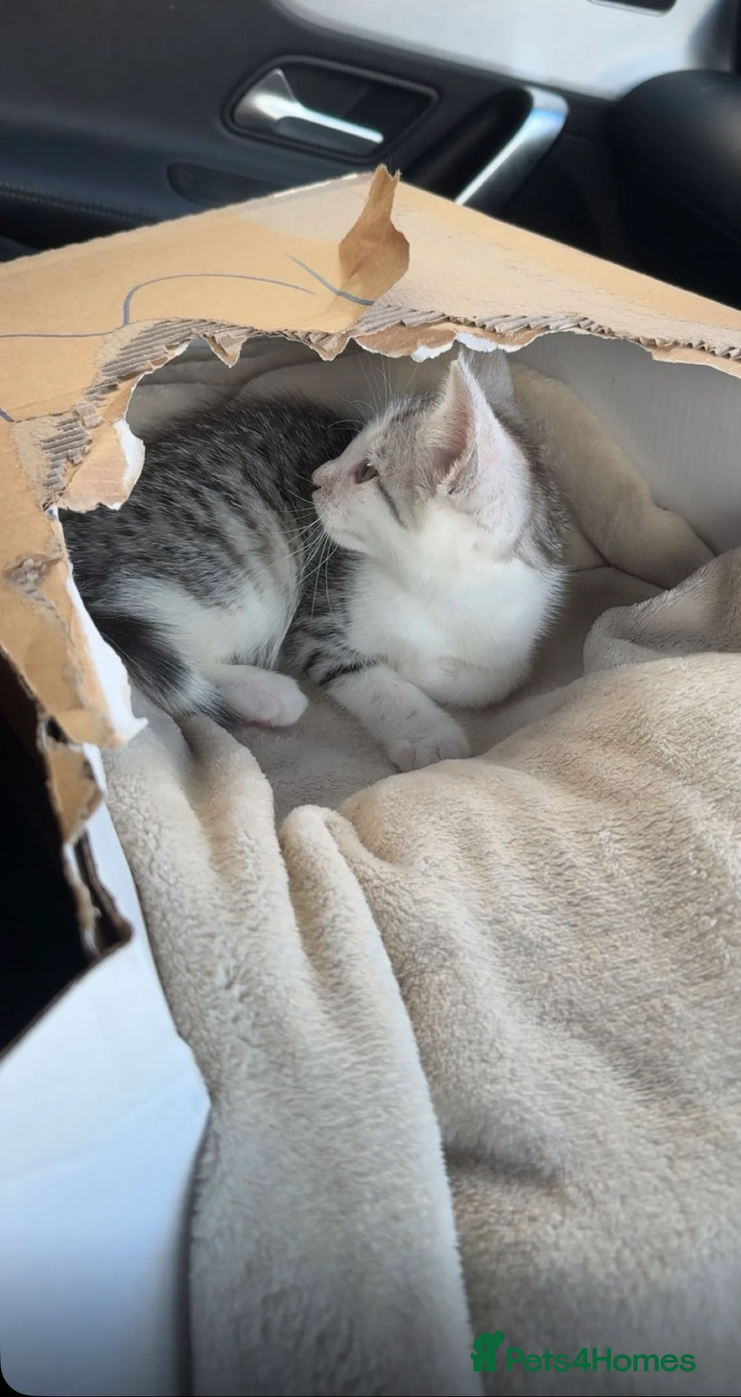 Maine Coon cats for sale: Male main coon cross silver tabby kitten 8 weeks - Advert 3