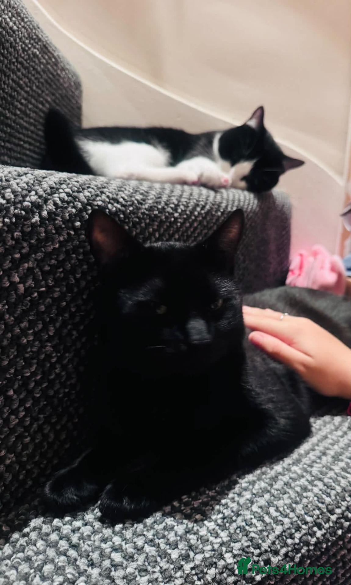 Mixed Breed cats  **  2 boys - Advert 1