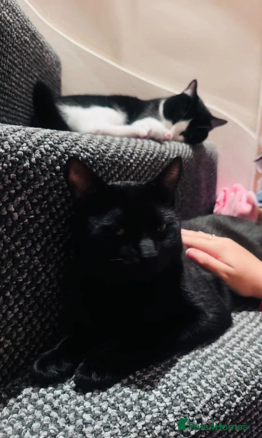 Mixed Breed cats for sale:  **  2 boys in Leeds - Advert 1