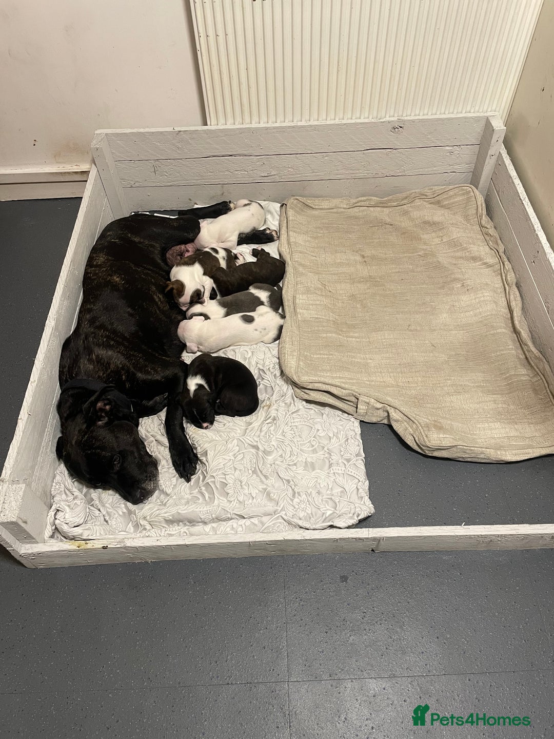 Mixed Breed dogs for sale: Staffordshire bull terrier cross - Advert 10