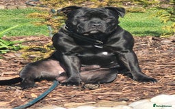 Staffordshire Bull Terrier dogs for stud: Black laddy boy for stud £400 - Image 2