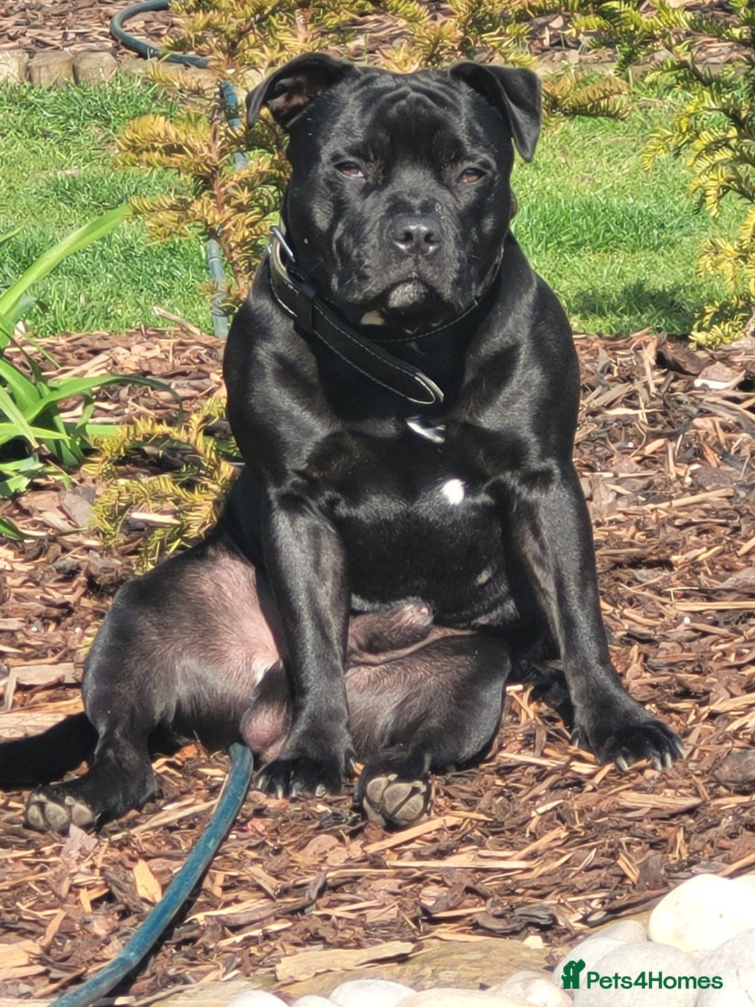 Staffordshire Bull Terrier dogs for stud: Black laddy boy for stud £400 - Image 2