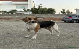 Mixed Breed dogs for adoption: Lucy – Beagle cross – 2 years - the Gentle Mama  - Image 8