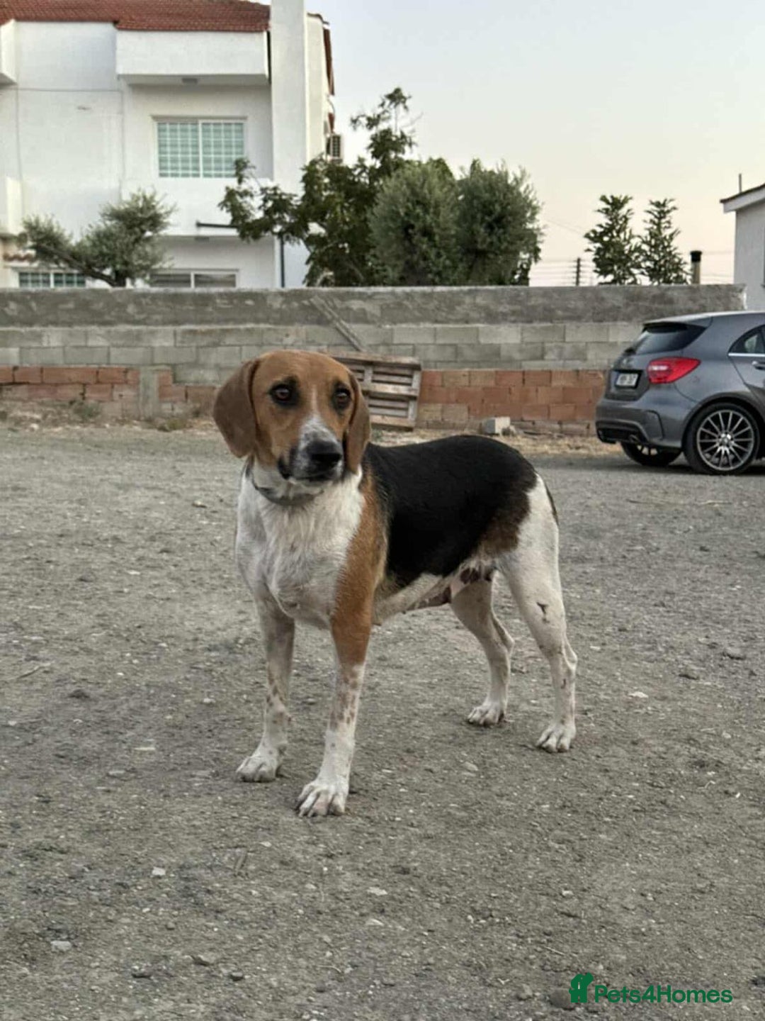 Mixed Breed dogs for adoption: Lucy – Beagle cross – 2 years - the Gentle Mama  - Image 8