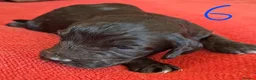 Cockapoo dogs for sale: F1 Cockapoo Pups  - Advert 9
