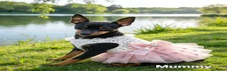 Miniature Pinscher dogs for sale: Stunning Miniature Pinscher Puppies–3Girls & 2Boys - Advert 1