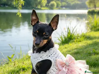 Miniature Pinscher dogs Stunning Miniature Pinscher Puppies–3Girls & 2Boys - Advert 13