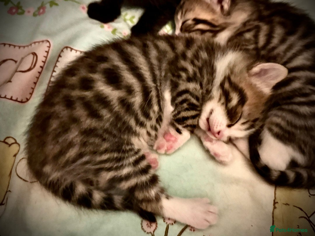 Ragdoll cats for sale: ✨ Exquisite Ragdoll-Bengal Baby Kittens ✨ - Advert 11