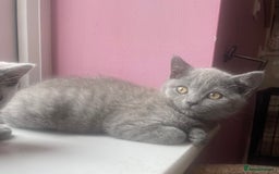 British Shorthair cats for sale: British shorthair kittens  - Image 6